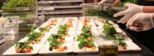 chef plating up salads